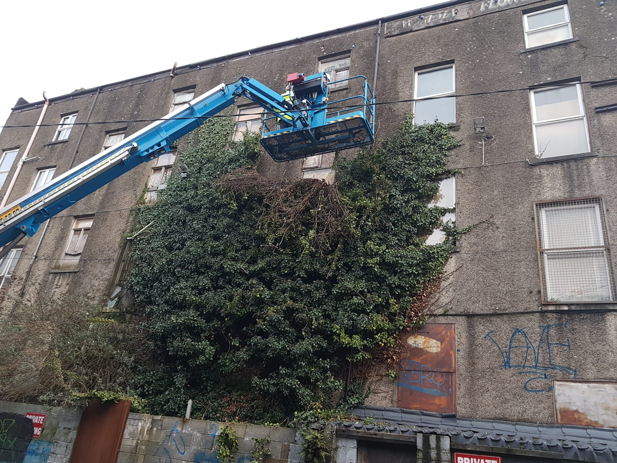 Ivy removal and window boarding